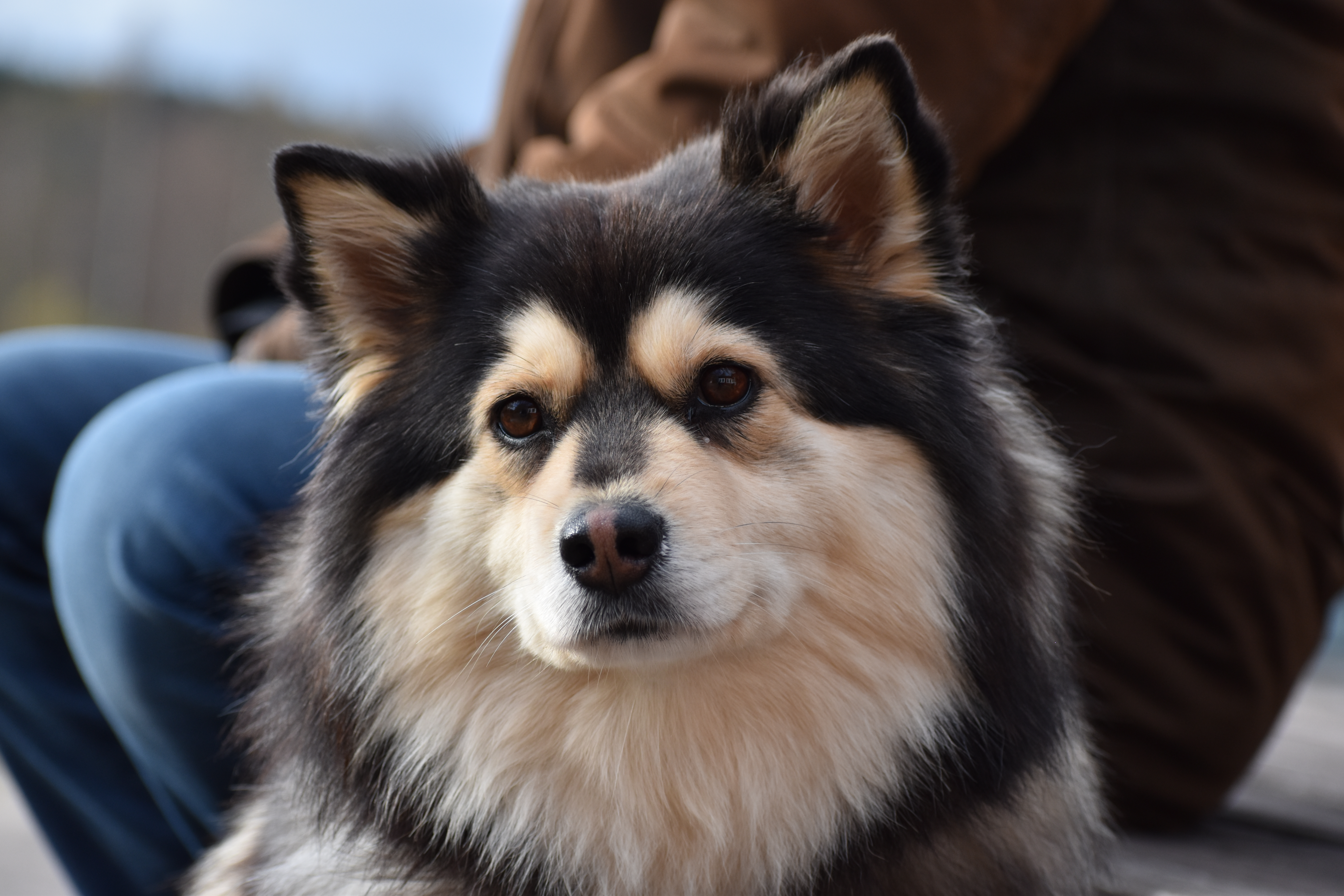 Profilbild på en Finsk Lapphund