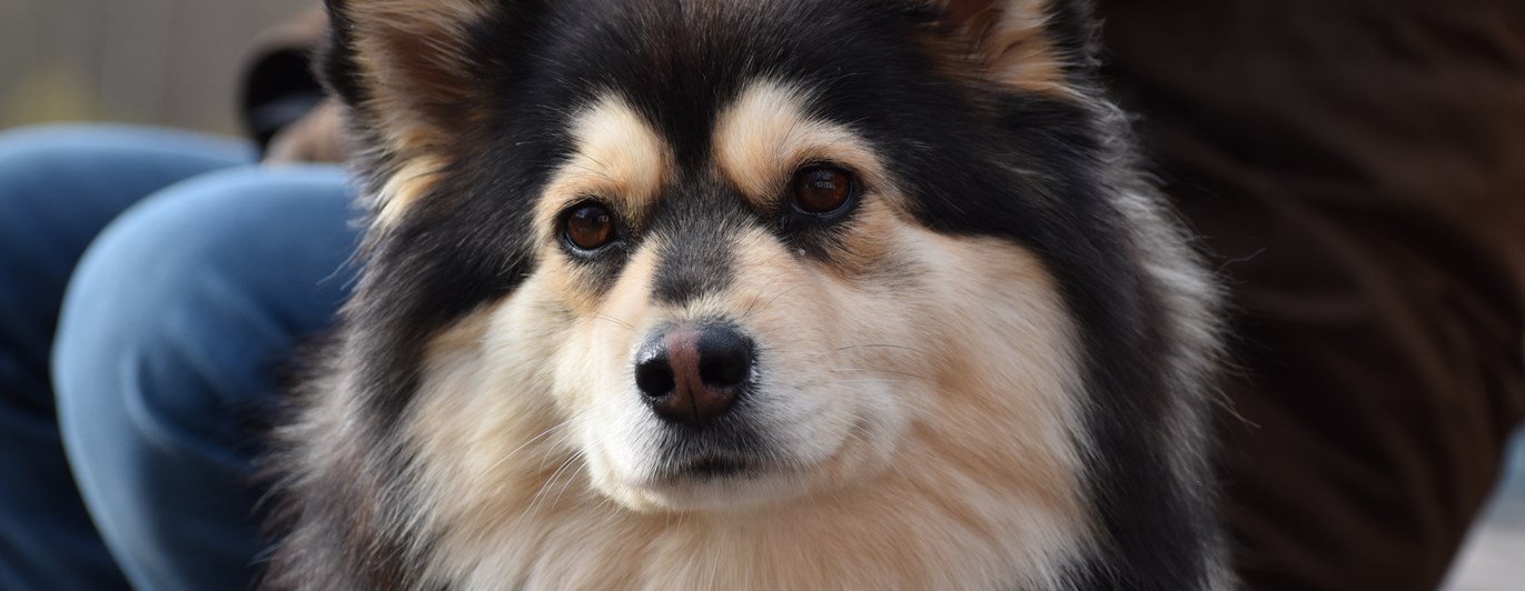 Profilbild på en Finsk Lapphund