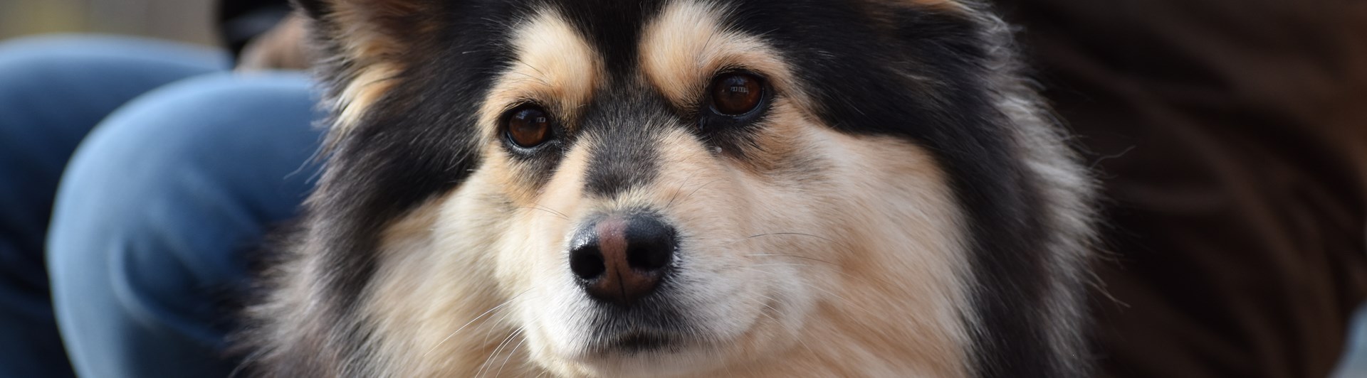 Profilbild på en Finsk Lapphund
