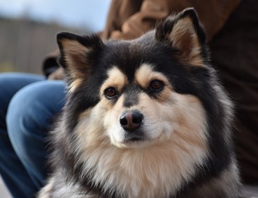 Profilbild på en Finsk Lapphund