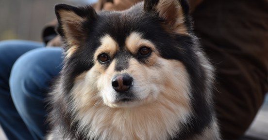 Profilbild på en Finsk Lapphund