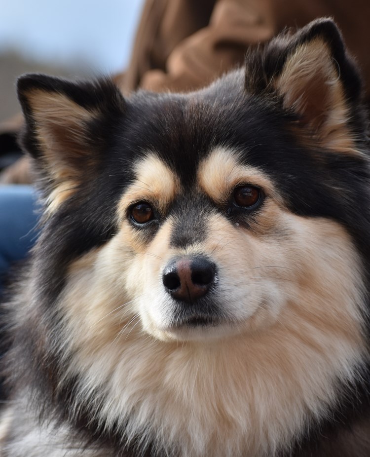 Profilbild på en Finsk Lapphund