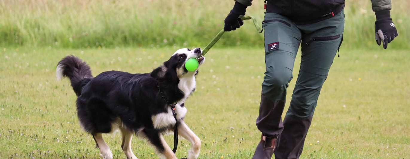 Hund och människa med leksak