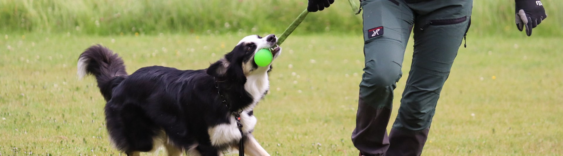 Hund och människa med leksak