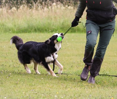 Hund och människa med leksak