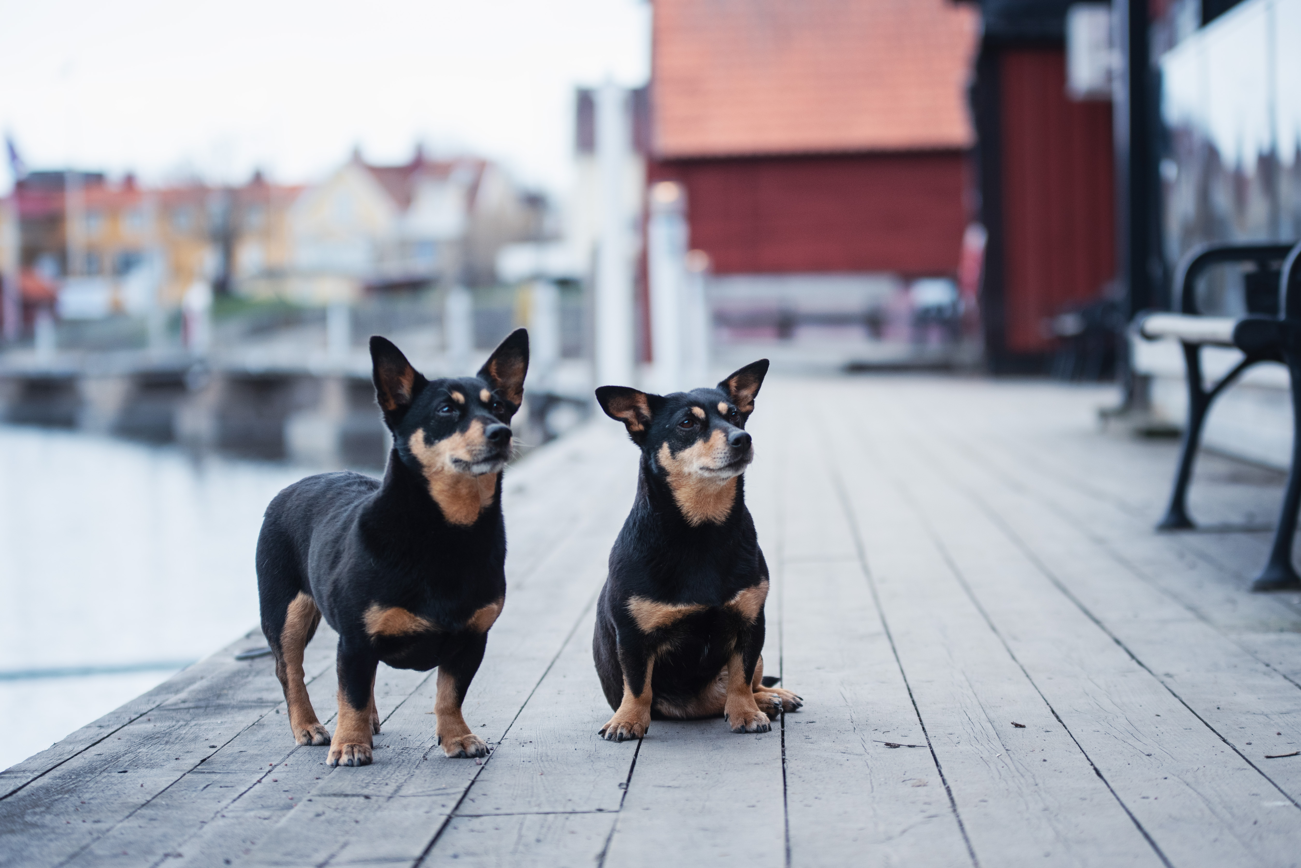 Lancashire heeler
Fotograf Lina Martinsson