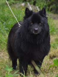 Svart lapphund