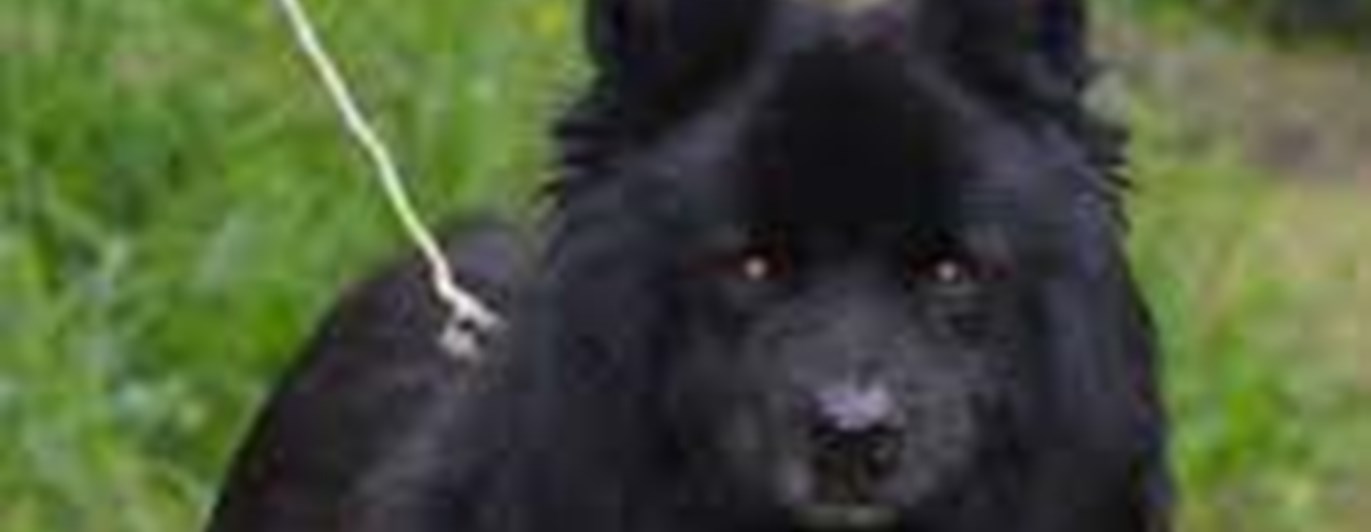 Svart lapphund