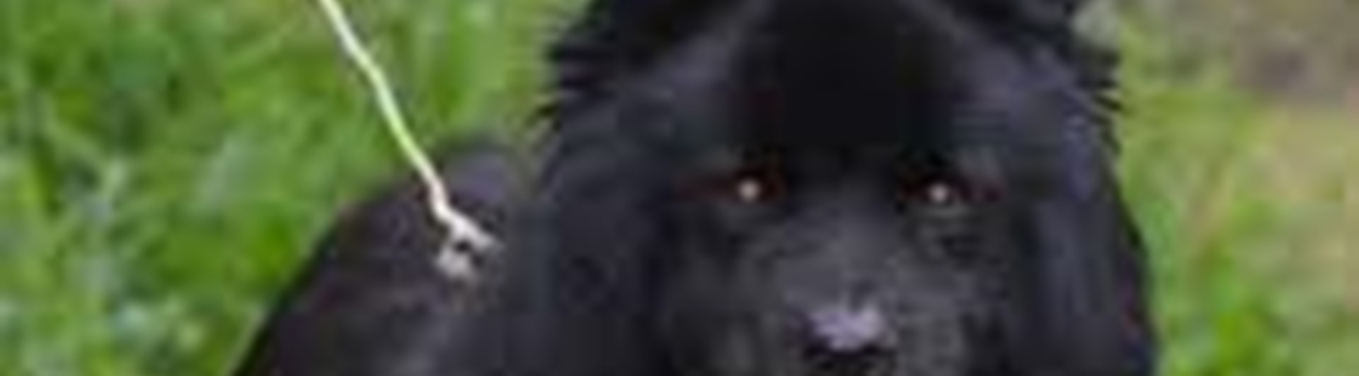 Svart lapphund