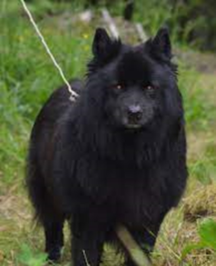 Svart lapphund