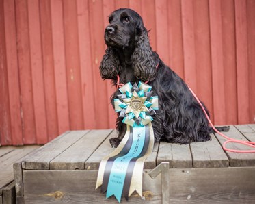 Hund sitter på prispallen med prisrosett