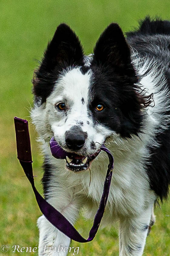 Bordercollie