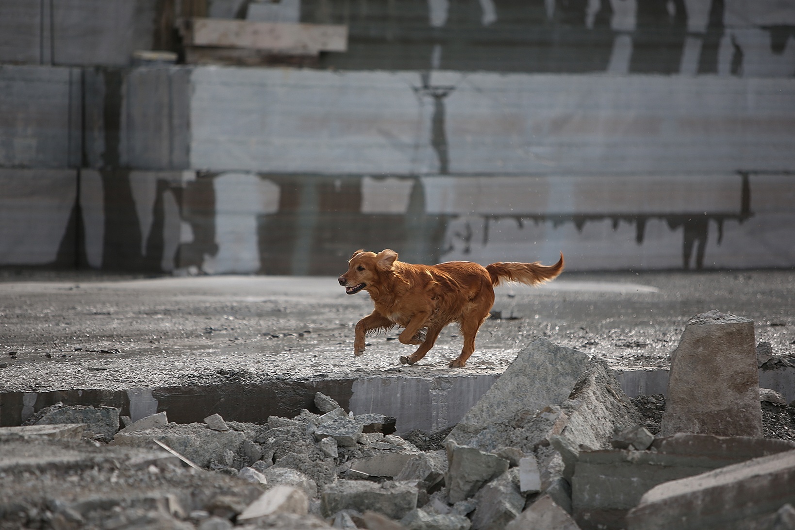 räddningshund i arbete