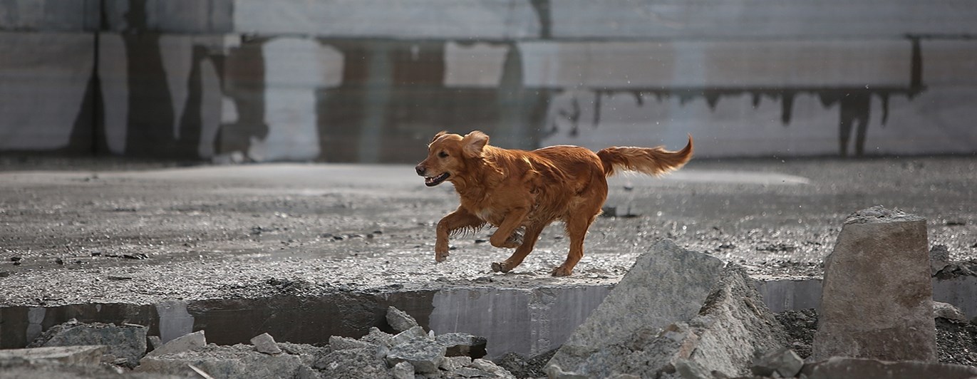räddningshund i arbete