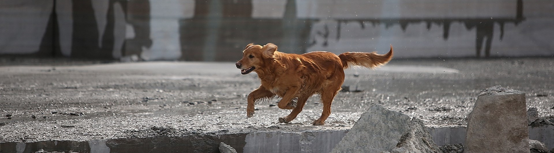 räddningshund i arbete
