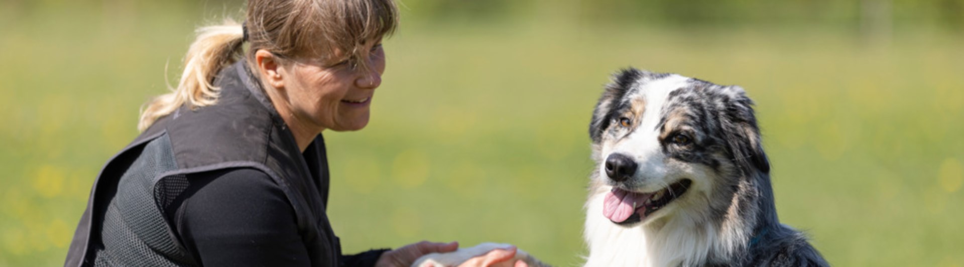Australian Shepherd som har sin tass i mattes hand