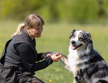 Australian Shepherd som har sin tass i mattes hand