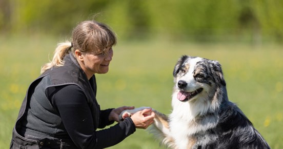 Australian Shepherd som har sin tass i mattes hand
