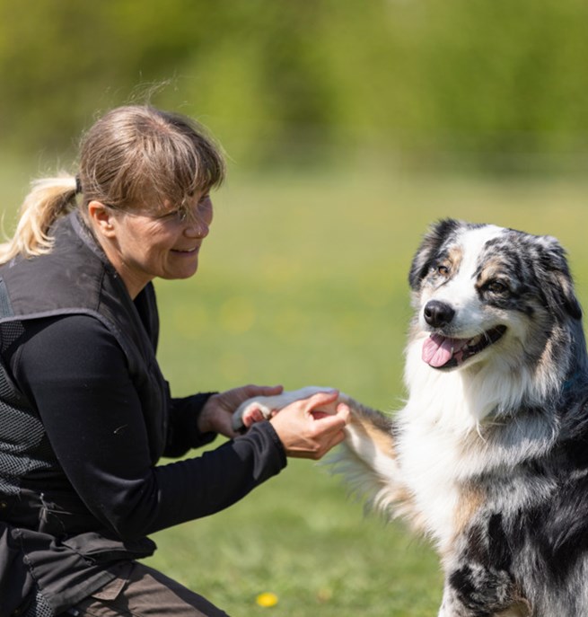 Australian Shepherd som har sin tass i mattes hand