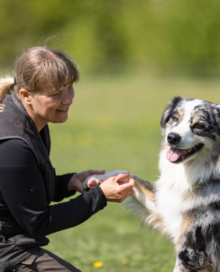 Australian Shepherd som har sin tass i mattes hand