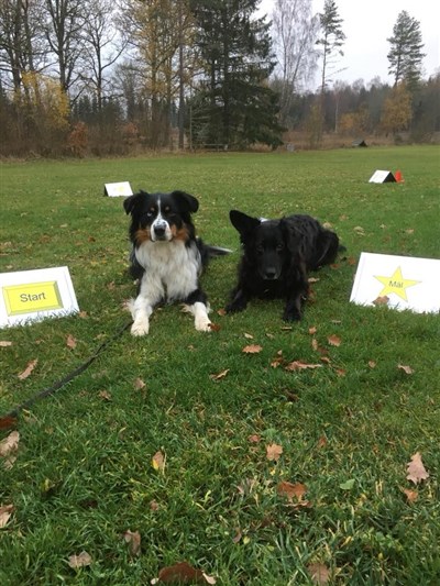 Rallylydnadsträning