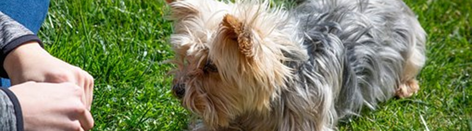 Hund som tränar ligg