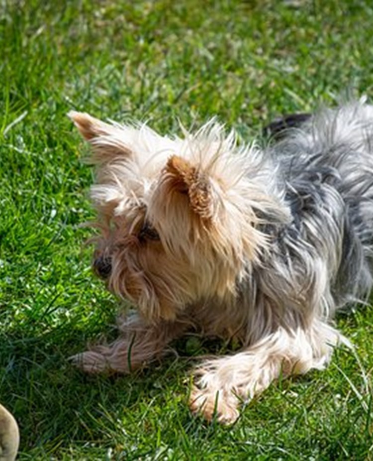 Hund som tränar ligg