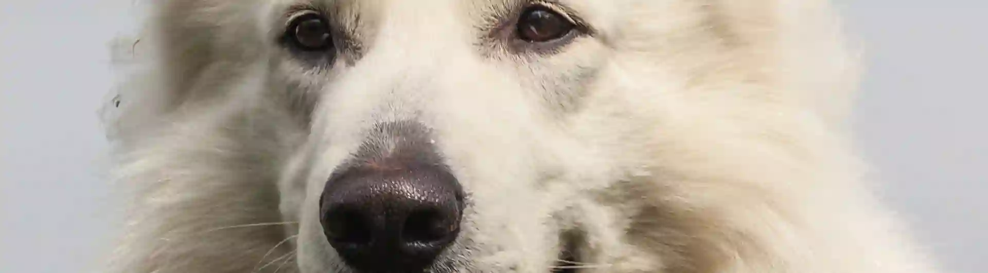 Huvudbild av Vit herdehund