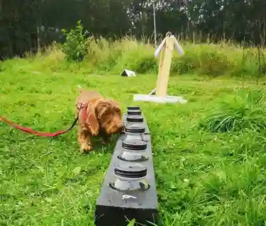 Hund som nosar på en urvalsbana.