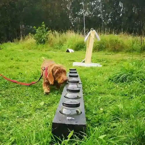 Hund som nosar på en urvalsbana.