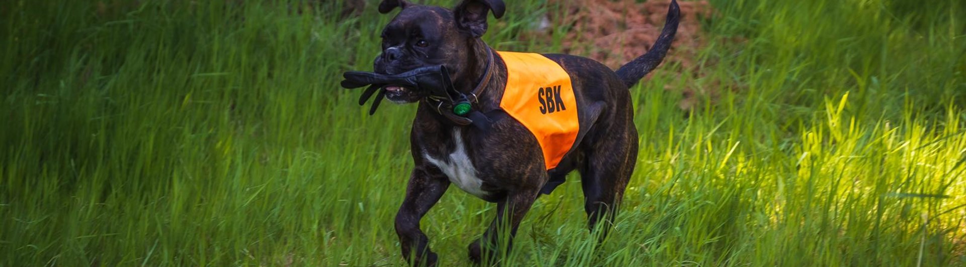 Hund apporterar vante