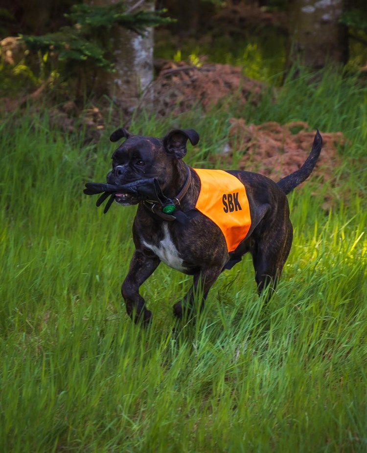 Hund apporterar vante