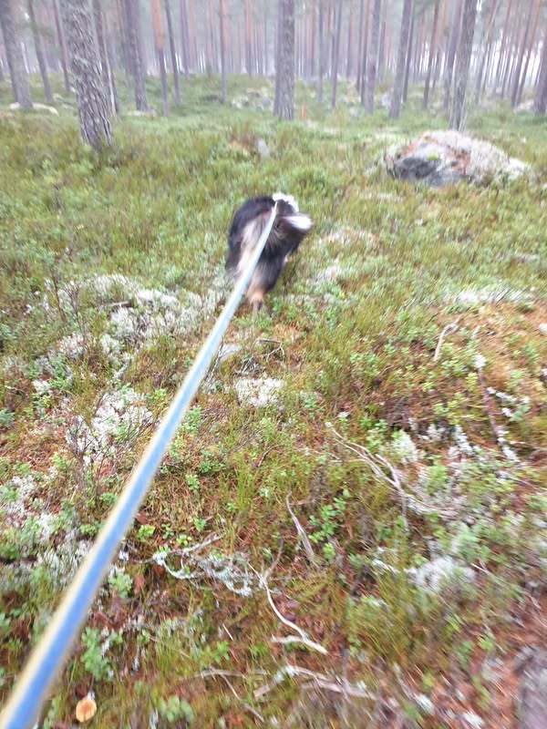 Spårhund, Collie