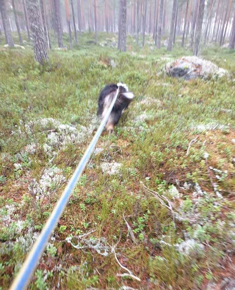 Spårhund, Collie
