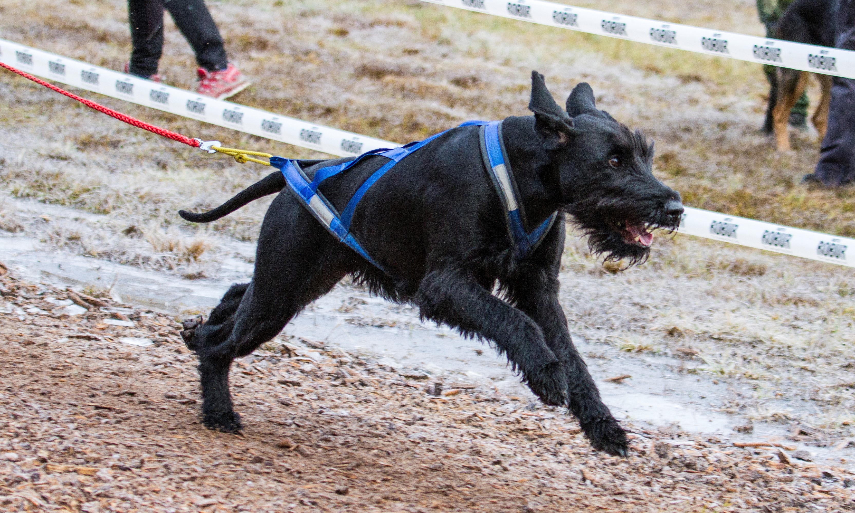 Riesen i barmarksdrag