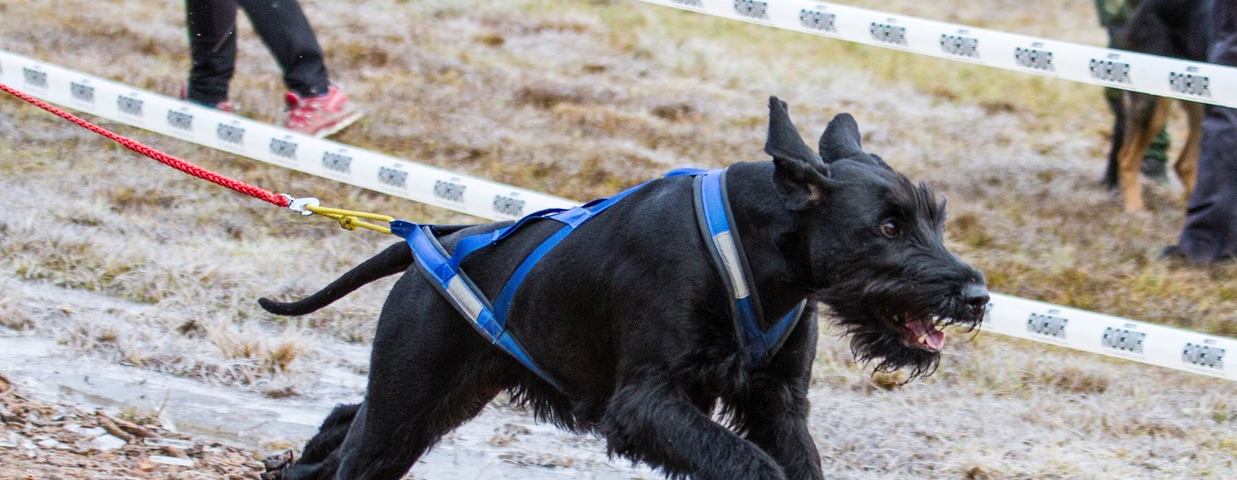 Riesen i barmarksdrag