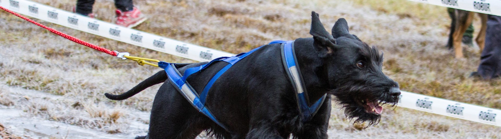 Riesen i barmarksdrag