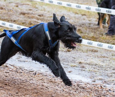 Riesen i barmarksdrag