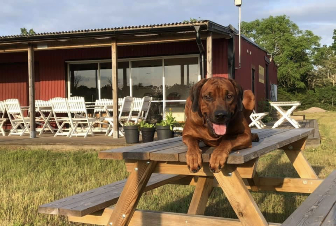 Sektion - Specialsök