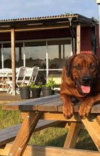 Sektion - Specialsök