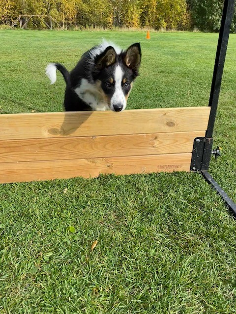 Border Collie hoppar över hinder