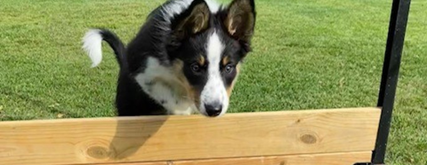 Border Collie hoppar över hinder