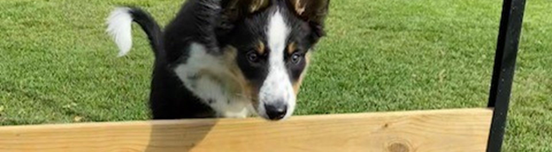 Border Collie hoppar över hinder