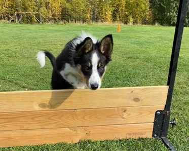 Border Collie hoppar över hinder
