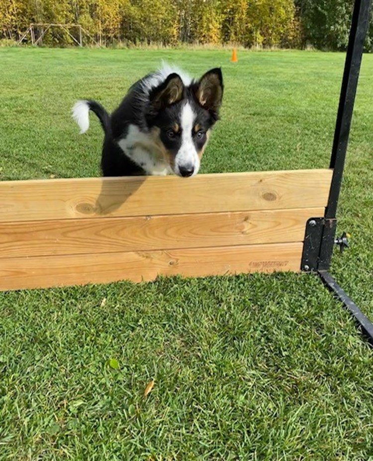 Border Collie hoppar över hinder