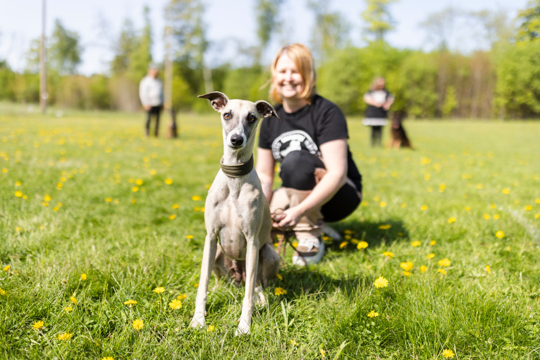Whippet som tittar in i kameran. Matte sitter bakom, tittar på hunden och ler.