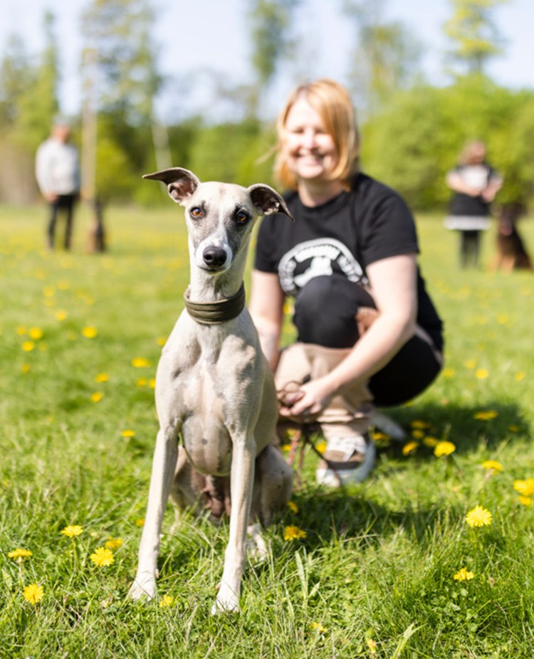 Whippet som tittar in i kameran. Matte sitter bakom, tittar på hunden och ler.