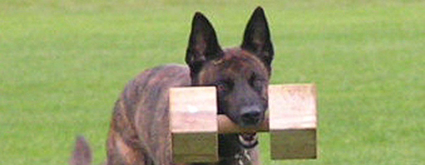 Hollandse herdershond apporterar