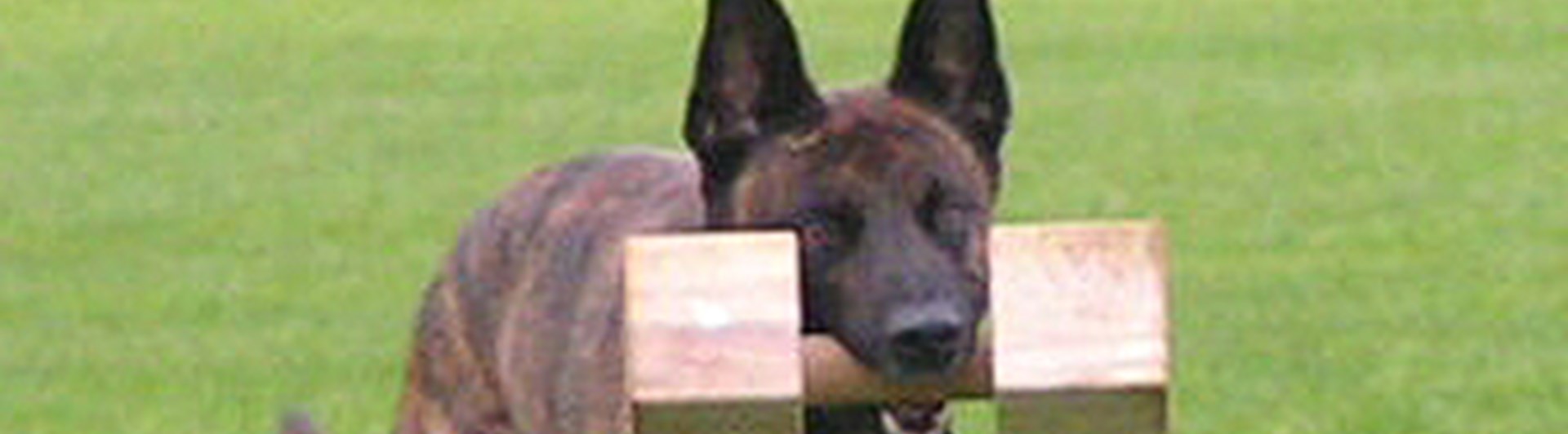 Hollandse herdershond apporterar