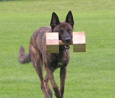 Hollandse herdershond apporterar